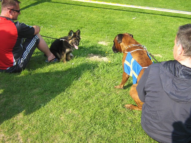 www.atibox.net * www.euroboxer.eu * www.boxergenealogia.eu